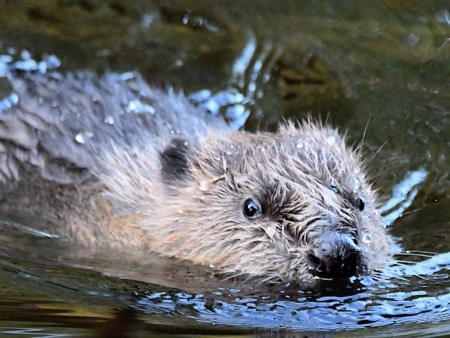 Study sheds new light on Scotland’s beavers