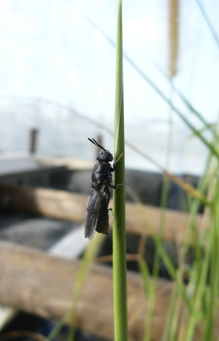 A black soldier fly