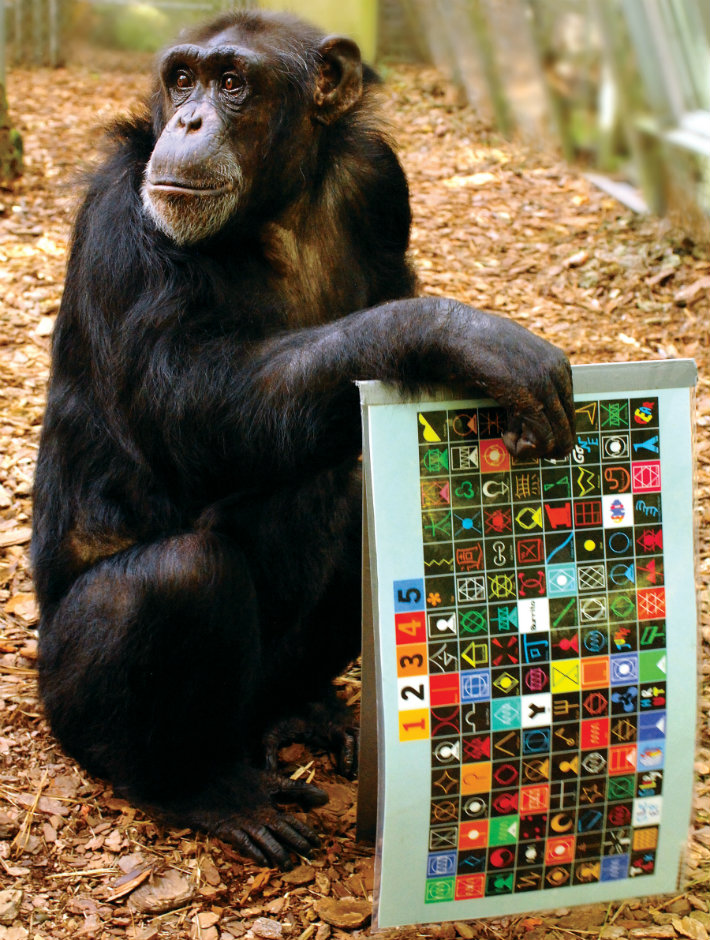 Panzee holding the lexigram keyboard. 