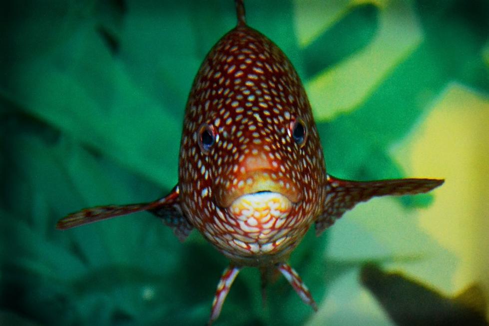 A wrasse cleaner fish