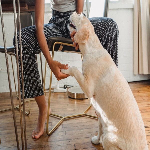 Image: Paws Against Stress