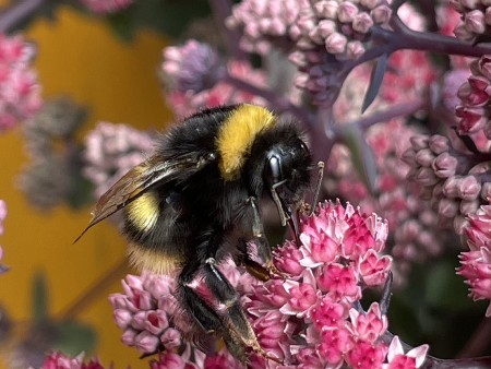 A wild bumblebee
