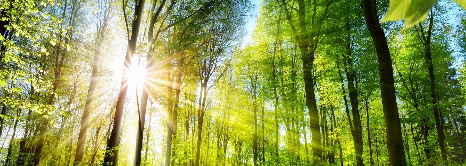Sunshine streaming through trees in a forest